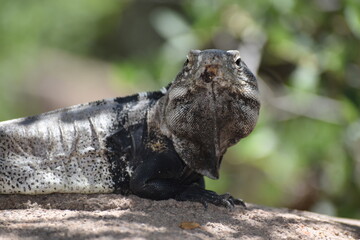 iguana on the rock in tucson, arizona