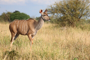 Großer Kudu / Greater kudu / Tragelaphus strepsiceros
