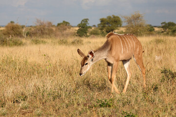 Großer Kudu / Greater kudu / Tragelaphus strepsiceros..........Großer Kudu / Greater kudu / Tragelaphus strepsiceros.