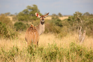 Fototapeta premium Großer Kudu / Greater kudu / Tragelaphus strepsiceros