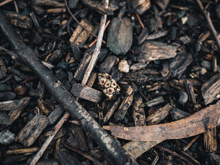 Forest floor