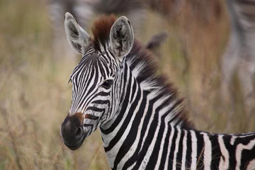 Fotobehang Steppenzebra / Burchell's zebra / Equus burchellii. © Ludwig