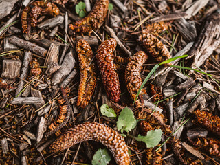 Spruce cones