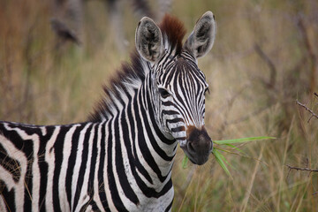 Steppenzebra / Burchell's zebra / Equus burchellii.