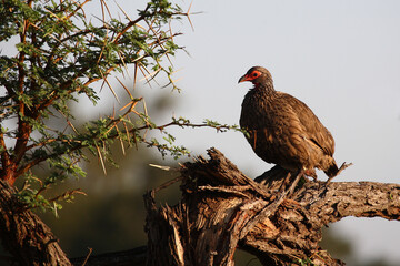 Swainsonfrankolin / Swainson's francolin or Swainson's spurfowl / Francolinus swainsonii.