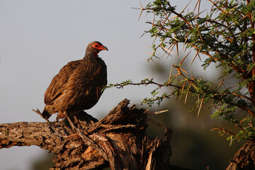 Swainsonfrankolin / Swainson's francolin or Swainson's spurfowl / Francolinus swainsonii.