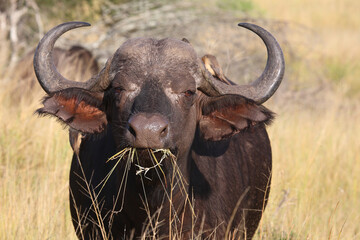 Kaffernbüffel / African buffalo / Syncerus caffer