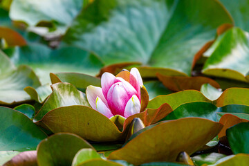 Blossoming fresh flower of pink water lily in the city pond. - obrazy, fototapety, plakaty
