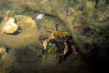 イソガニ　イソガニのカップル