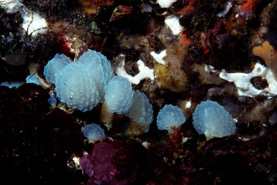 "Boya-Bilder: Stock-Fotos & -Videos. | Adobe Stock