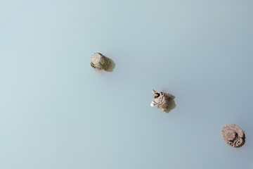 Logs emerge from the water