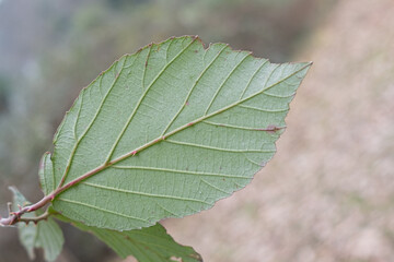Spines on the leaf
