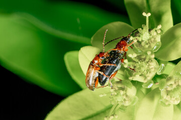 Insect on the background of nature.