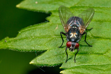 Insect on the background of nature.
