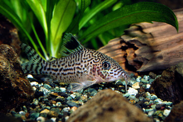 コリドラス・レオパルダス　ロングノーズジュリー　ナマズの仲間