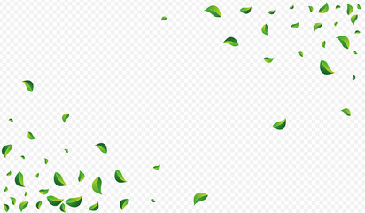 Grassy Leaf Blur Vector Transparent Background.