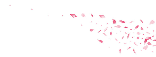 Fototapeta na wymiar Pink Rose Petal Vector White Background. Color
