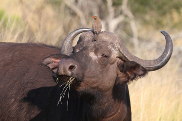 Kaffernbüffel und Rotschnabel-Madenhacker / African buffalo and Red-billed oxpecker / Syncerus...