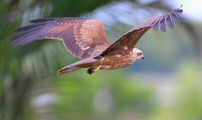 Black kite (Milvus migrans) is flying with blurred green tree leaves as background. Taken image from the back side of bird.