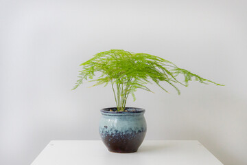 Beautiful asparagus fern in white background, on white table. The concept of minimalism, nature lover, peaceful, and mediation.