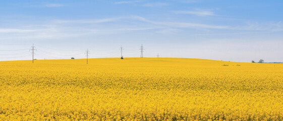 endless yellow fields of blooming rapeseed