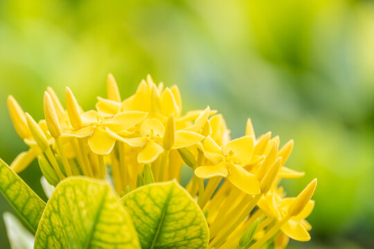 yellow jungle geranium in the garden with warm sunny in the morning. Scientific name is Ixora coccinea. yellow lxora flower of the woods among green leaves in the shrub