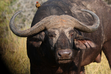 Kaffernbüffel und Rotschnabel-Madenhacker / African buffalo and Red-billed oxpecker / Syncerus...