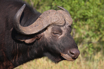 Kaffernbüffel und Rotschnabel-Madenhacker / African buffalo and Red-billed oxpecker / Syncerus...