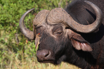 Kaffernbüffel und Rotschnabel-Madenhacker / African buffalo and Red-billed oxpecker / Syncerus caffer et Buphagus erythrorhynchus.