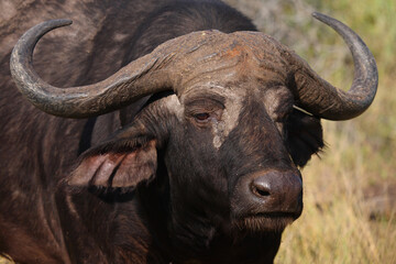 Kaffernbüffel / African buffalo / Syncerus caffer