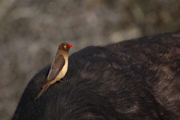 Rotschnabel-Madenhacker / Red-billed oxpecker / Buphagus erythrorhynchus