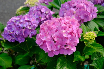 hydrangea in Japan 2022