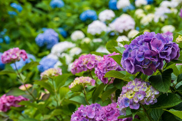 カラフルなあじさいが満開の梅雨の始まり