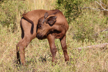 Kaffernbüffel und Rotschnabel-Madenhacker / African buffalo and Red-billed oxpecker / Syncerus...