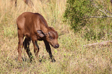 Kaffernbüffel / African buffalo / Syncerus caffer.