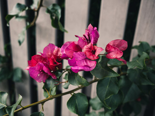 bougainvillea flower