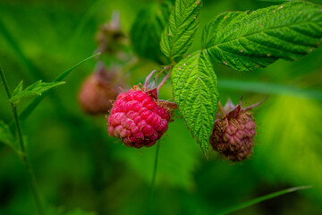 A raspberry ripening on a wild raspberry tree in Provence