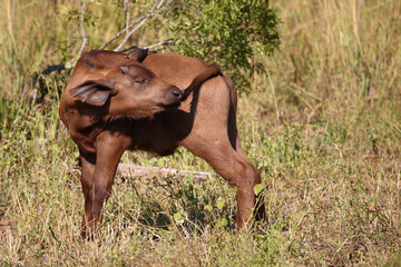 Kaffernbüffel und Rotschnabel-Madenhacker / African buffalo and Red-billed oxpecker / Syncerus...
