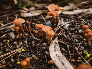 Mushrooms in the forest
