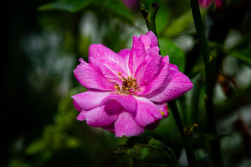 A rose of eglantine type in a garden in Provence