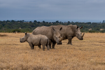 White Rhinoceros Ceratotherium simum Square-lipped Rhinoceros at Khama Rhino Sanctuary Kenya Africa.