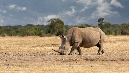 White Rhinoceros Ceratotherium simum Square-lipped Rhinoceros at Khama Rhino Sanctuary Kenya Africa.