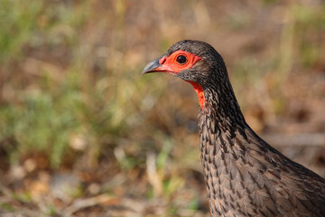 Swainsonfrankolin / Swainson's francolin or Swainson's spurfowl / Francolinus swainsonii.