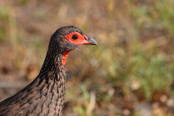 Swainsonfrankolin / Swainson's francolin or Swainson's spurfowl / Francolinus swainsonii.