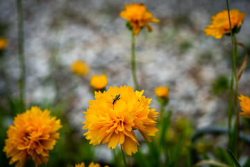 orange-yellow dandelion flowers in a wild field in Provence