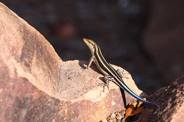 Afrikanischer Streifenskink oder Gestreifte Mabuye / African striped skink / Trachylepis striata uel Mabuya striata