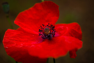 Pistils and etamines of a poppy seen in macro photography