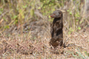 Südliche Zwergmanguste / Dwarf mongoose / Helogale parvula