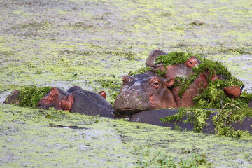 Flußpferd / Hippopotamus / Hippopotamus amphibius