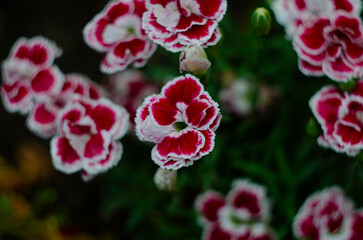 Dianthus caryophyllus carnation clove pink light violet flowers in bloom